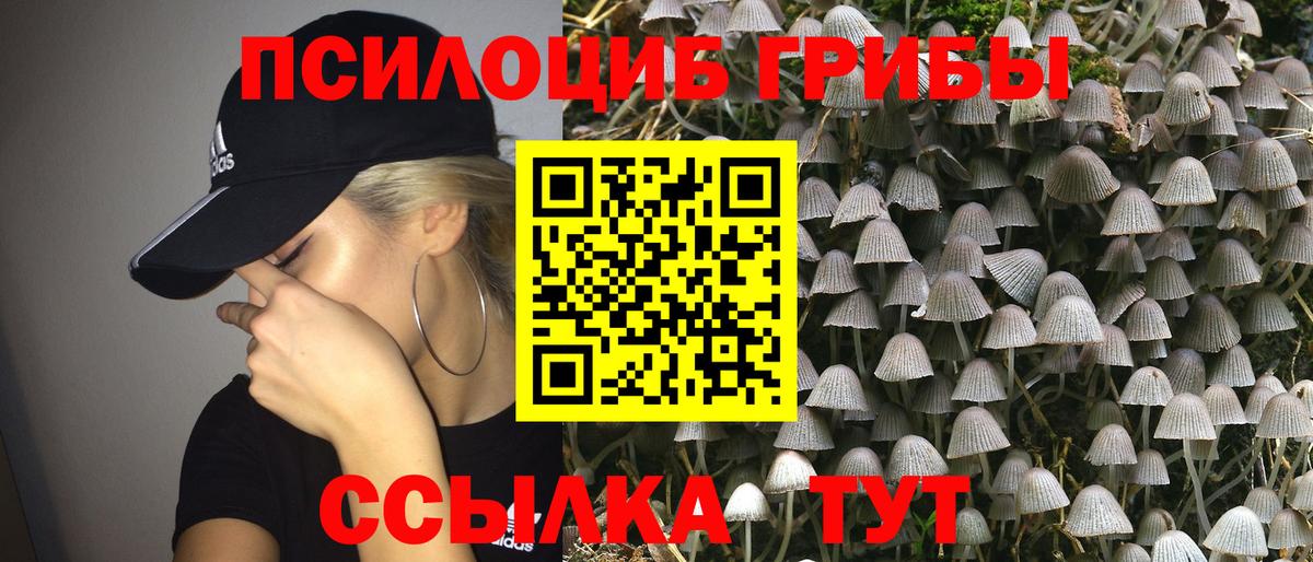 Псилоцибиновые грибы Cubensis Родники